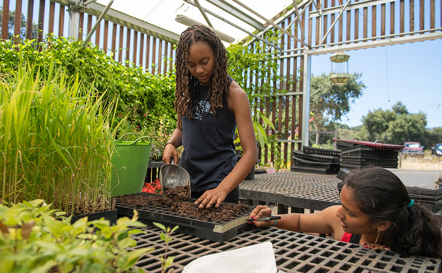 Planting seeds in greenhouse